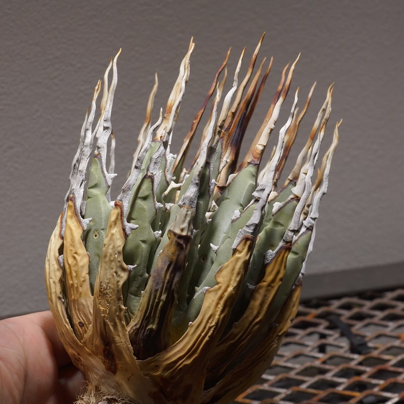 アガベ ユタエンシス エボリスピナ / ES-02 | アガベ専門店 モンスター