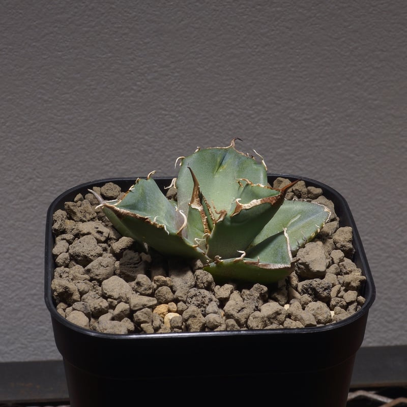 AGAVE TITANOTA dennis005/猟豹/鬼ノ刃 子株 AGAVE TITANOTA dennis005/猟豹/鬼ノ刃 子株 AGAVE TITANOTA dennis005