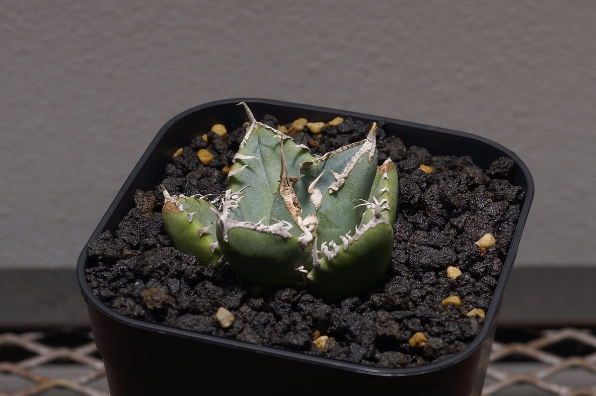 アガベ チタノタ 南アフリカダイヤモンド / SAD-04 | アガベ専門