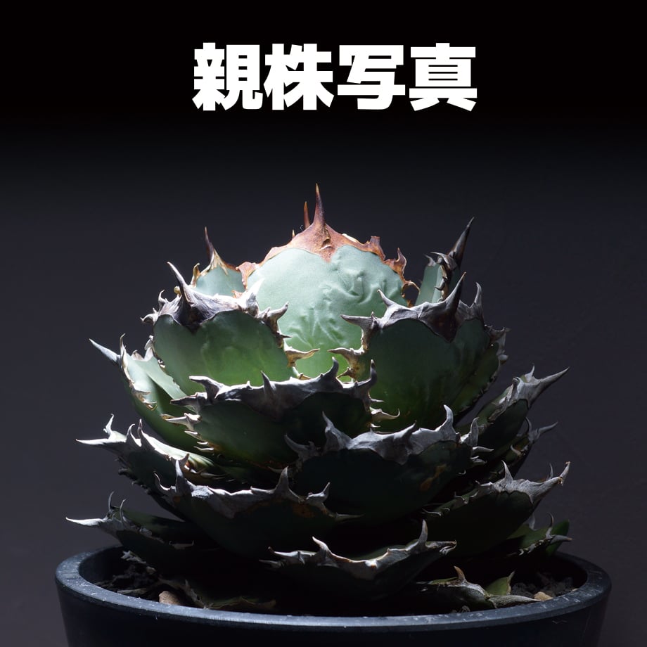 アガベ オテロイ 9株セット fit=scale-down,w=1200