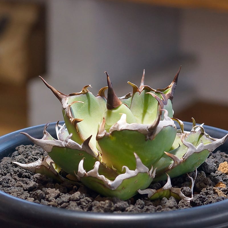 アガベ チタノタ ハデス / 黒帝斯 HD-03 | アガベ専門店 モンスターハウス