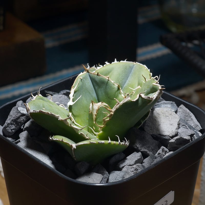 アガベ　チタノタ　蚩尤 アガベ チタノタ 蚩尤 / SY-02 | アガベ専門店 モンスターハウス