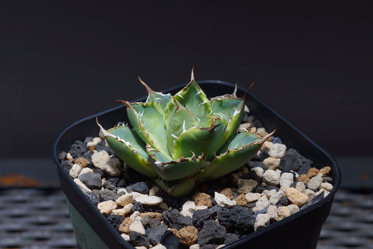 アガベ チタノタ ナンバーワン錦/子株 N1-04 | アガベ専門店