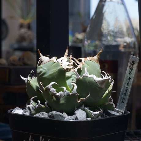 CATEGORY 新商品 | アガベ専門店 モンスターハウス