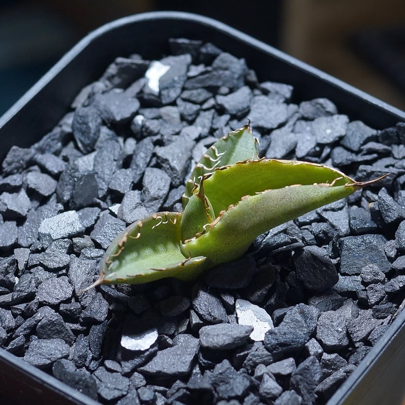 アガベ　チタノタ　毒刺G 子株　毒刺 アガベ・チタノタ 毒刺シリーズとは？？ | BEAT GARDEN 〜Agave