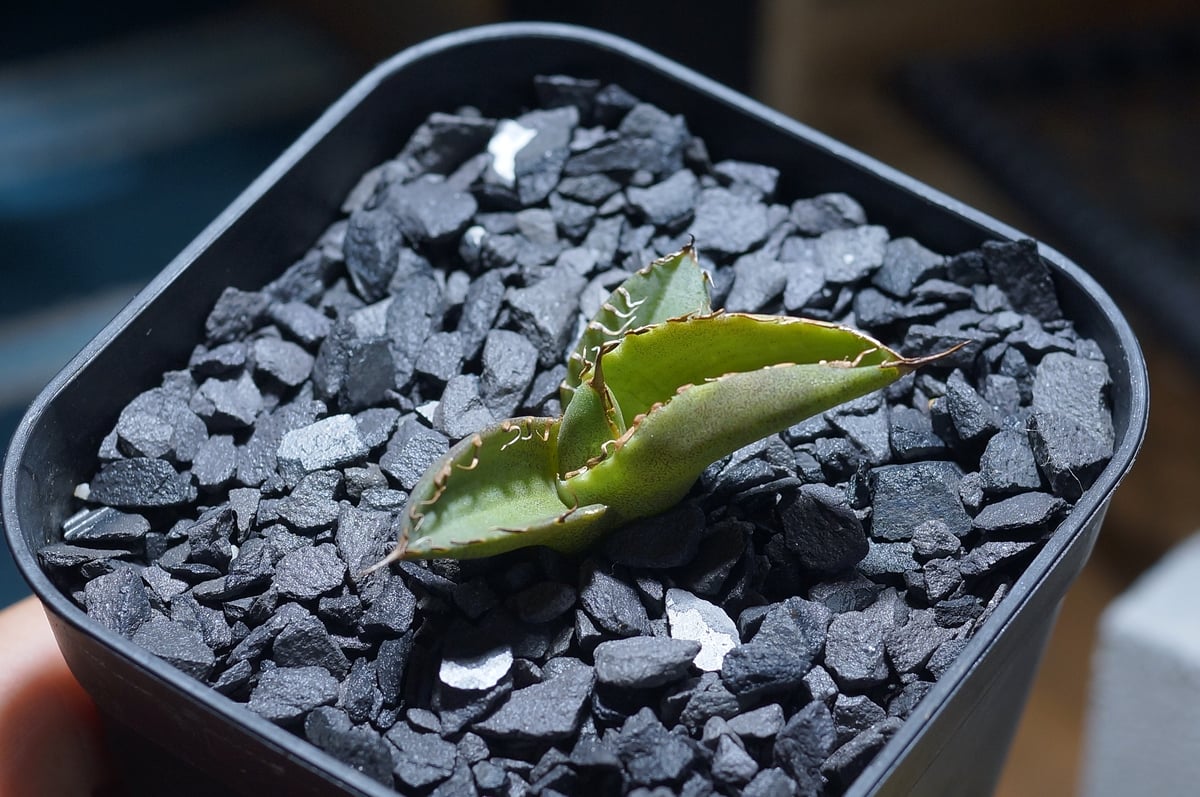 アガベ　チタノタ　毒刺B 子株 毒刺 Agave Titanota 毒刺NB 毒刺の親株（2枚目）を見る限りブツブツ