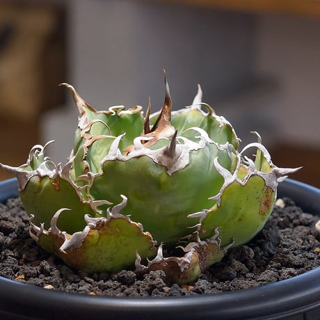 よ*し様 アガベ チタノタ 白鯨 大株‼️ 2株セット‼️ CATEGORY チタノタ 白鯨 | アガベ専門店 モンスターハウス