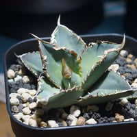 厳選個体】アガベチタノタ白鯨 子株 鉢付き（WW-11） | アガベ専門店