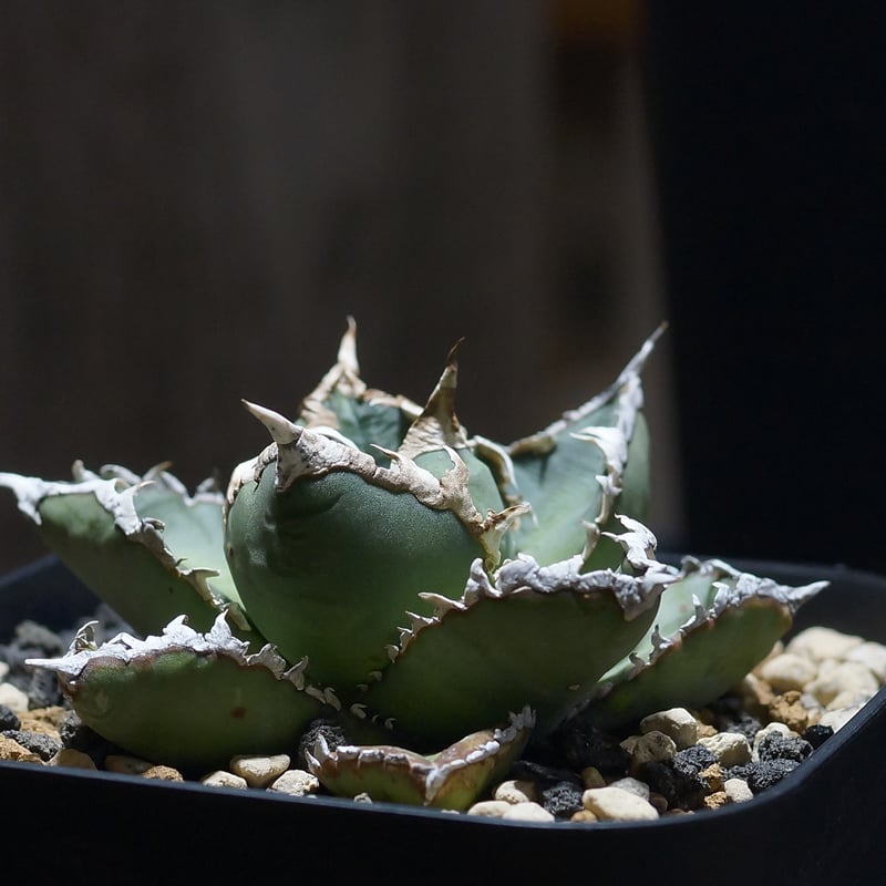 【厳選】チタノタ 狼人 アガベ アガベ チタノタ 狼人 / Agave titanota were wolf | Amour.