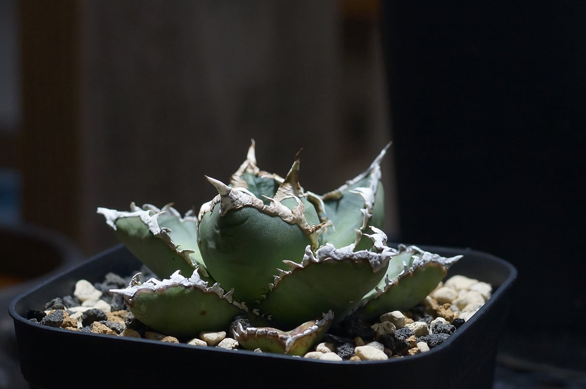 Akira Norita アガベ　チタノタ　狼人 Akira Norita様専用 アガベ チタノタ 狼人