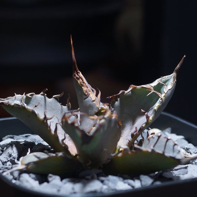 アガベ チタノタ 猟豹/ Dragon Agave産 ct-01 | アガベ専門店 モンスタ