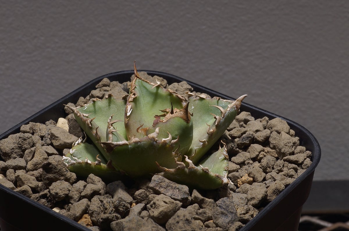 アガベ チタノタ 夕映厳竜/子株 YB-10 | アガベ専門店