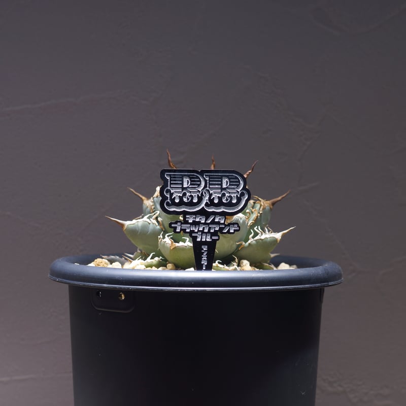 アガベ 品種 プランツタグ 黒】ブラックアンドブルー | アガベ専門店