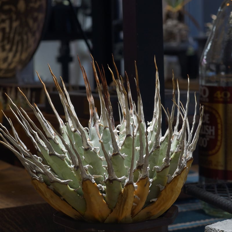 アガベ ユタエンシス エボリスピナ / ES-15 | アガベ専門店 モンスター