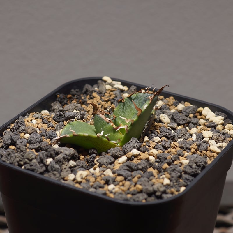 アガベ チタノタ シーザー 凱撒/cae-08 | アガベ専門店 モンスターハウス