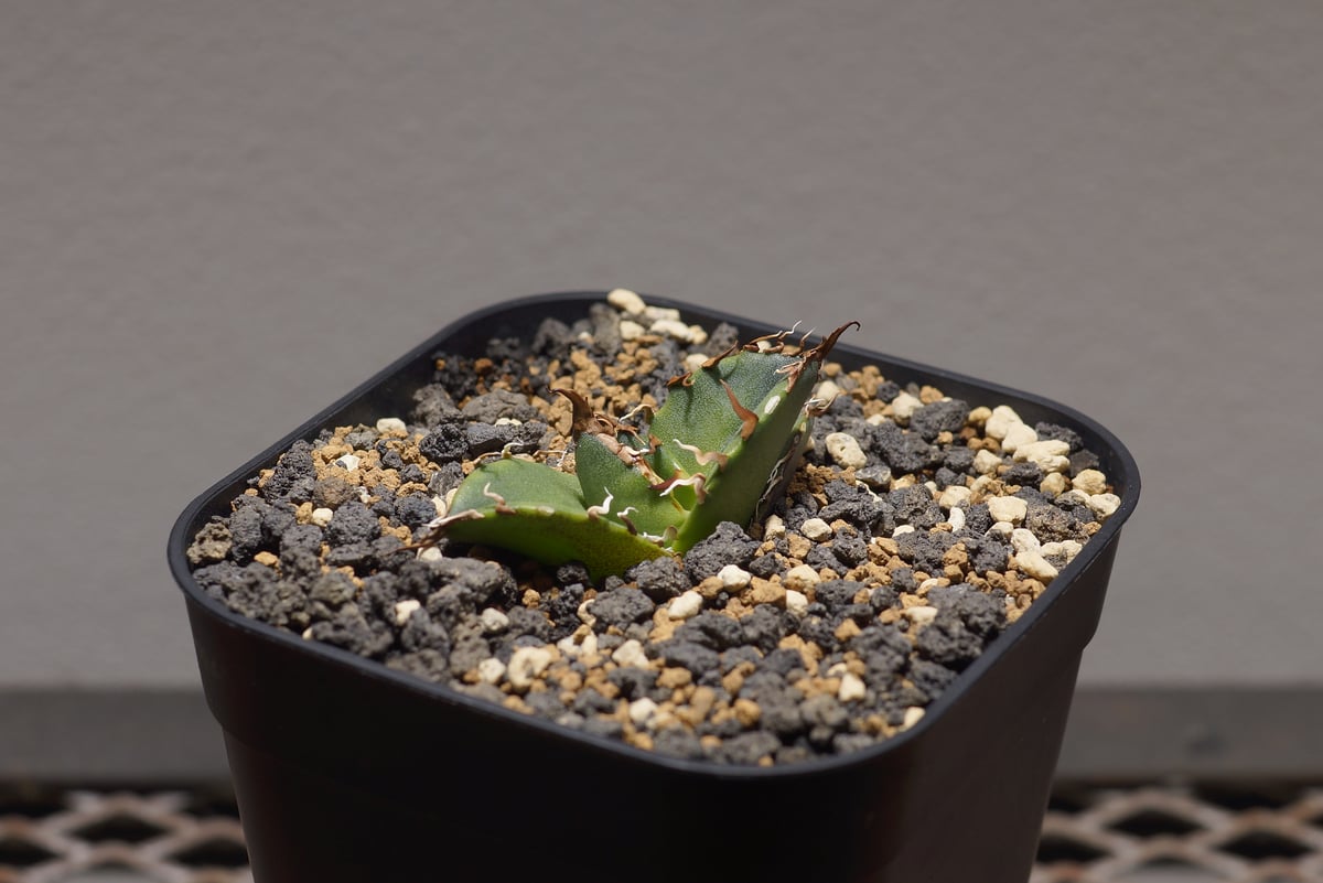 アガベ チタノタ シーザー 凱撒/cae-08 | アガベ専門店 モンスターハウス