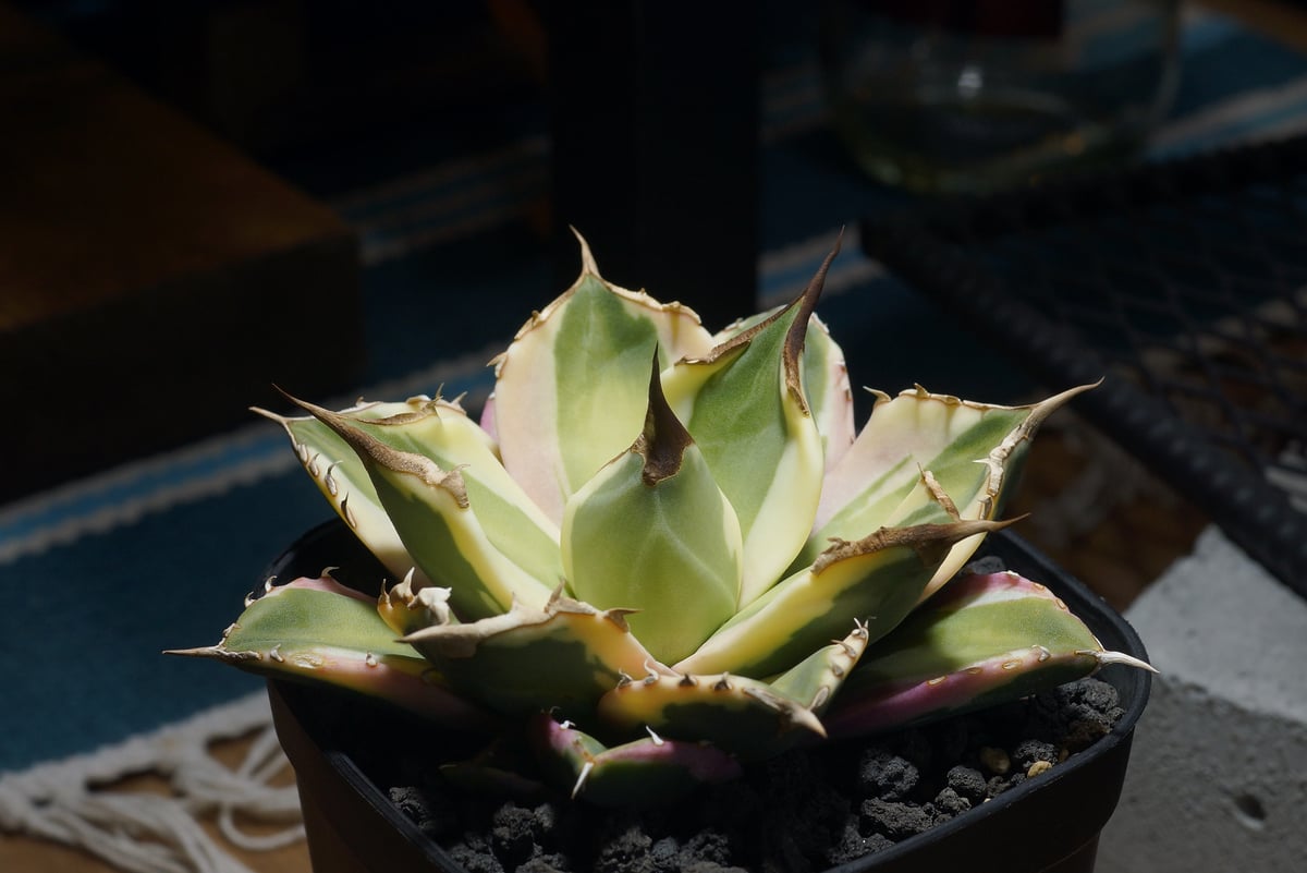 アガベ チタノタ スナグルトゥース 暴牙 中株 アガベ チタノタ スナグルトゥース 暴牙 /ST-01 | アガベ専門店