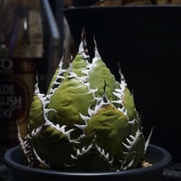 アガベ チタノタ 毒刺S/ 毒刺産 S-01 | アガベ専門店 モンスターハウス