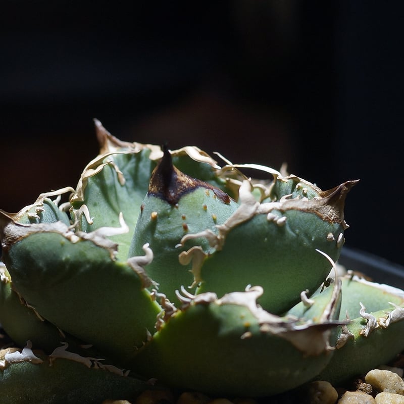 アガベ チタノタ 疣猪 / イボイノシシ WT-02 | アガベ専門店