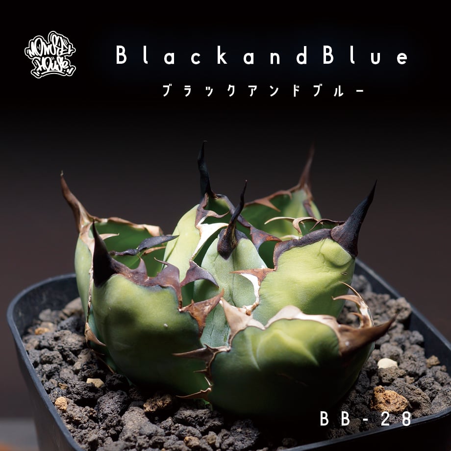 アガベ チタノタ ブラックアンドブルー/bb-28 | アガベ専門店 アガベ チタノタ ブラックアンドブルー/bb-28 | アガベ専門店