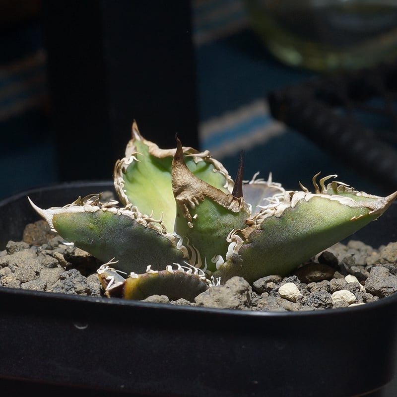 アガベ チタノタ 星空 / HZ-02 | アガベ専門店 モンスターハウス