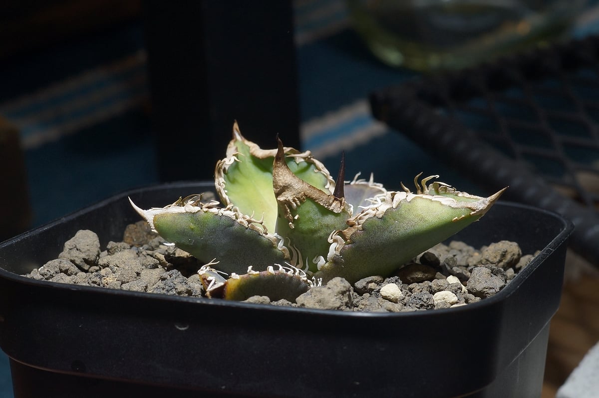 アガベ チタノタ 星空 / HZ-02 | アガベ専門店 モンスターハウス