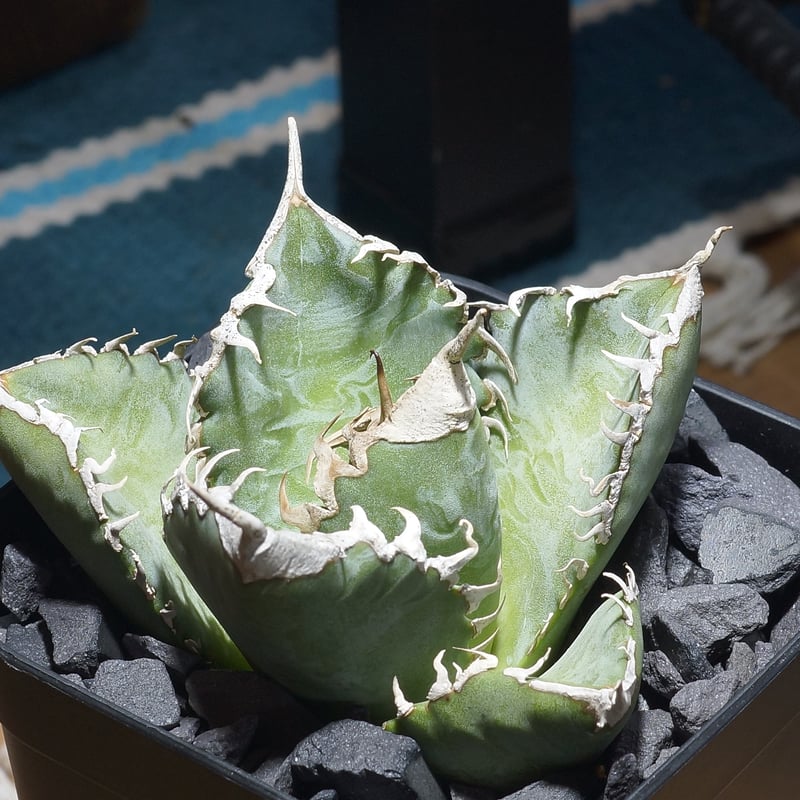 アガベ チタノタ 悪魔くん ak-02 | アガベ専門店 モンスターハウス