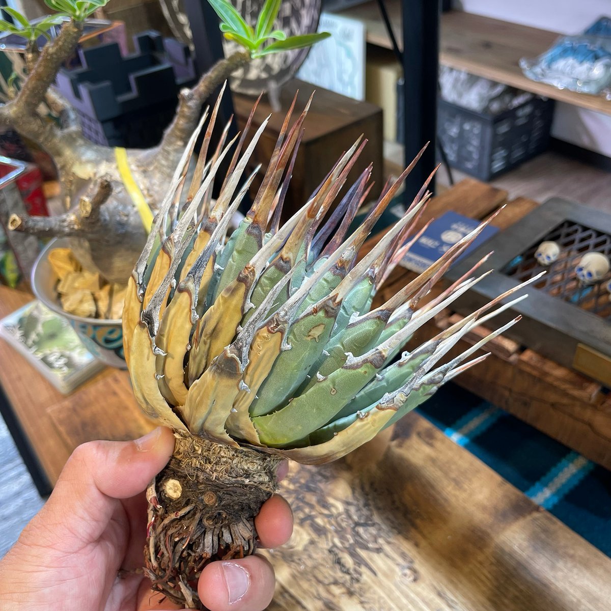 アガベ ユタエンシス エボリスピナ / ES-11 | アガベ専門店 モンスター