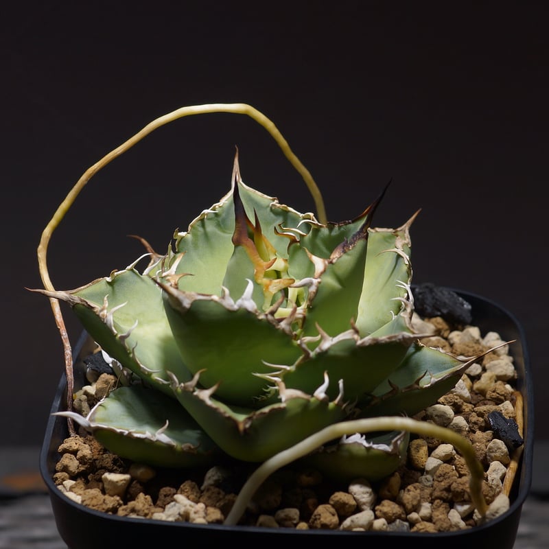 アガベ チタノタ 覇王竜 HR-01 | アガベ専門店 モンスターハウス