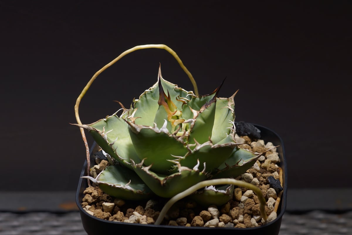 【高騰品種】シーザー × 覇王竜 強棘タイプ アガベ チタノタ 高騰品種】シーザー × 覇王竜 強棘タイプ アガベ チタノタ - メルカリ