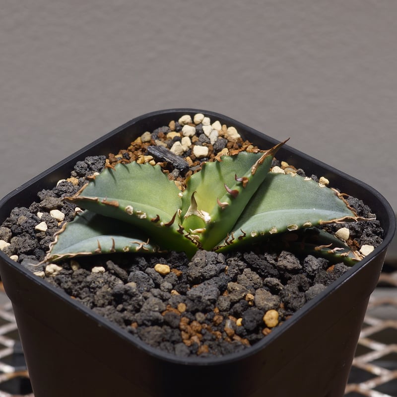 アガベ チタノタ 夕映厳竜 / YB-13 | アガベ専門店 モンスターハウス