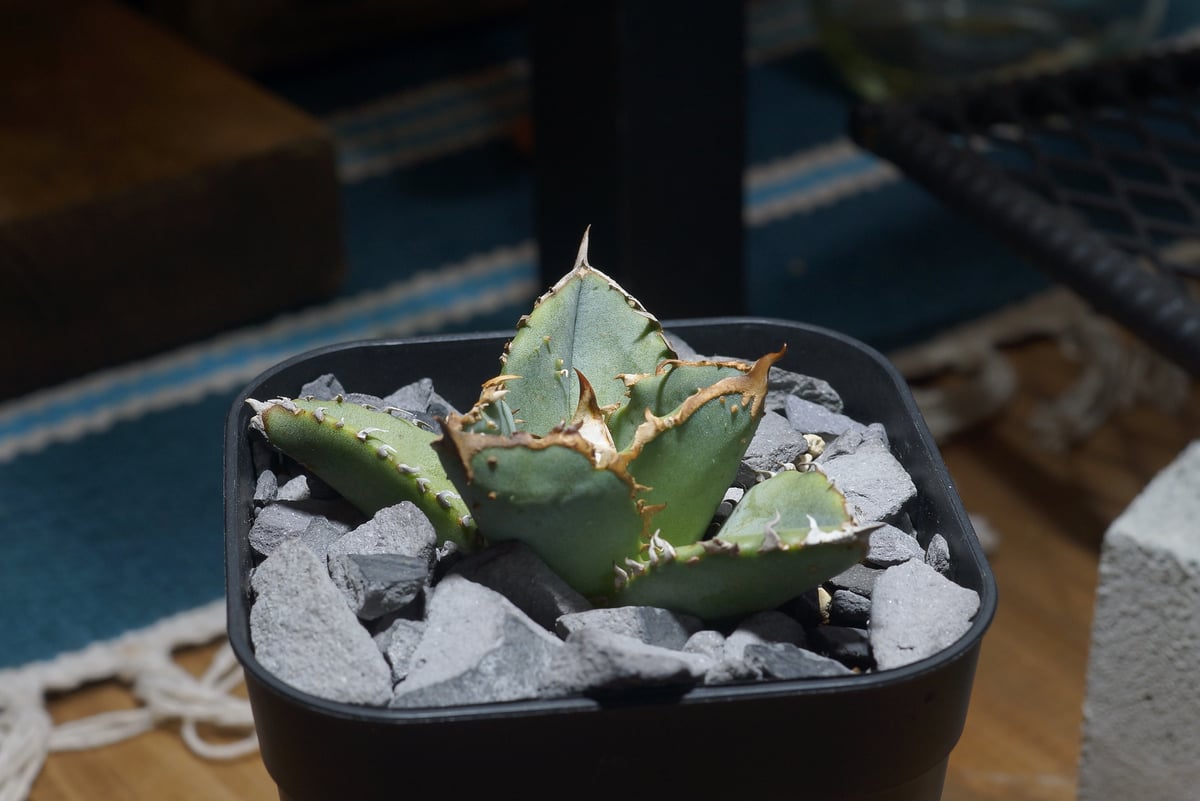 アガベ チタノタ 鰐亀 / WG-02 | アガベ専門店 モンスターハウス