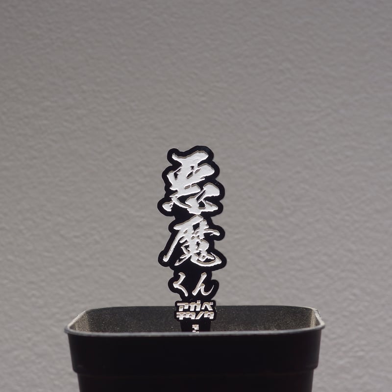 チタノタ「台湾産 惡魔 Medusa」中株 悪魔くん タグ・鉢付き ウネウネ白 アガベ チタノタ 悪魔くん【発根管理中】TC株 Agave titanota 多肉植物