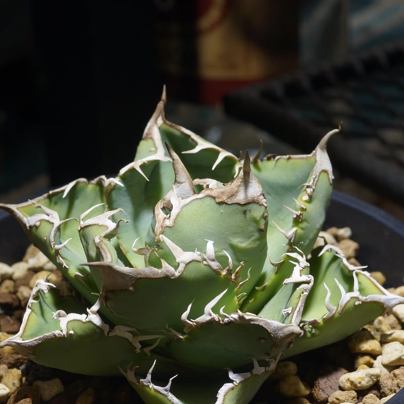 Agave 麻花 from Dennis 検索)麻花龍、冰雹、WV アガベ チタノタ Dennis 018/ Dragon Agave産 D018-02 | ア