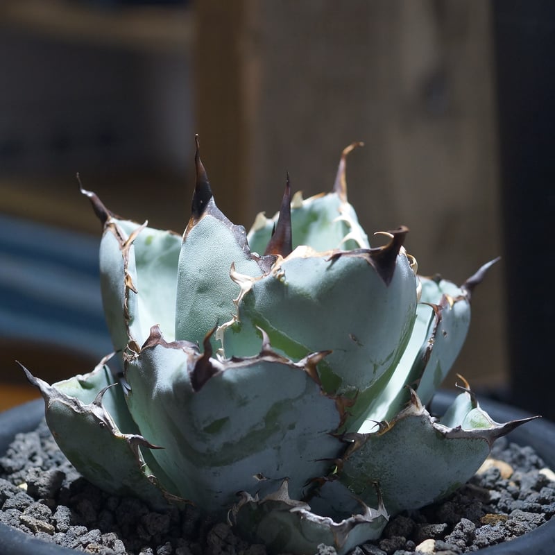 アガベ チタノタ ブラックアンドブルー/bb-39 | アガベ専門店