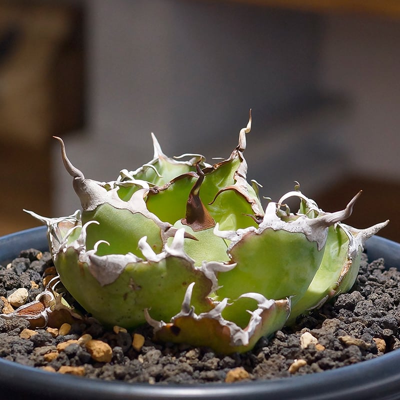 アガベ　チタノタ　白鯨 Amazon｜アガベ チタノタ 白鯨 (ハクゲイ)/ Agave titanota 'White