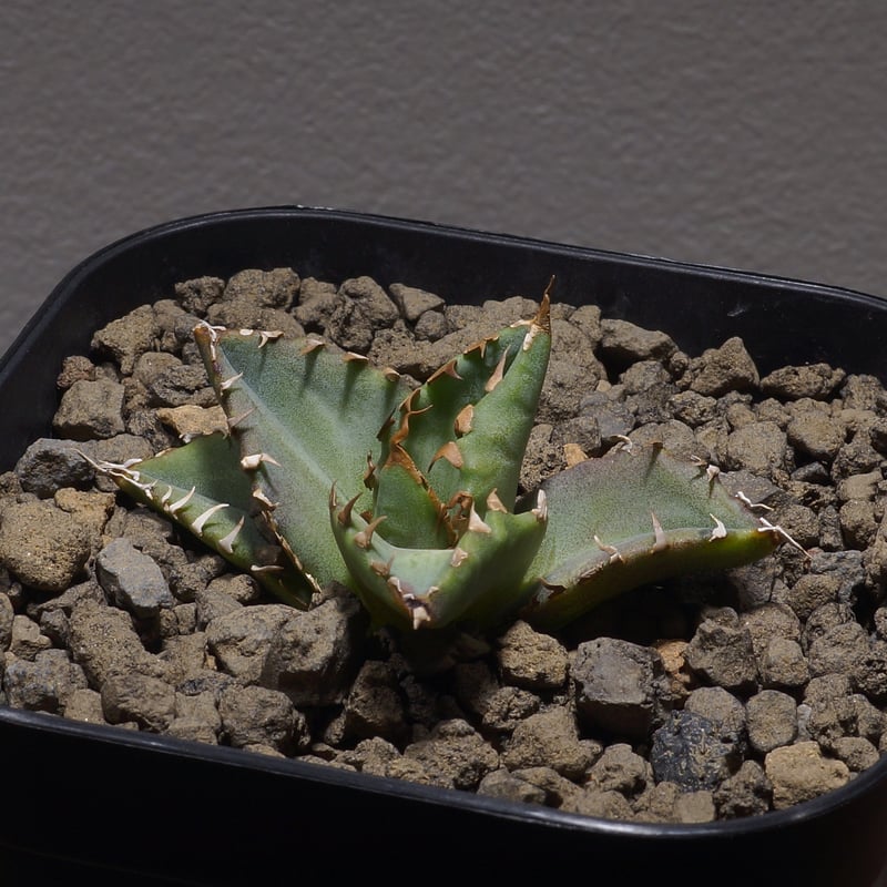 アガベ　フィリグリー/夕映 アガベ チタノタ ソーラーエクリプス 