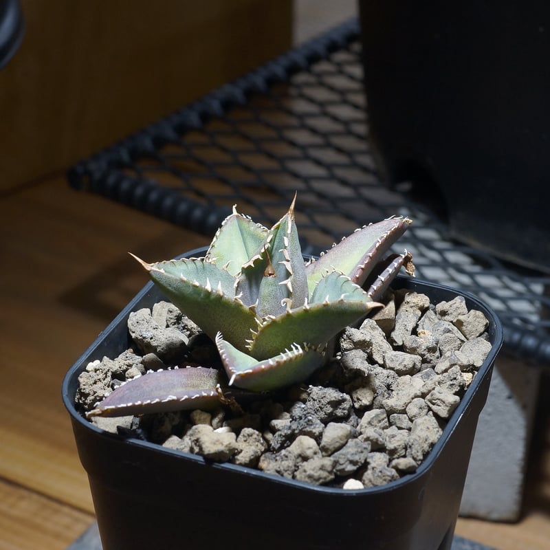 アガベ チタノタ 海王 / KO-03 | アガベ専門店 モンスターハウス