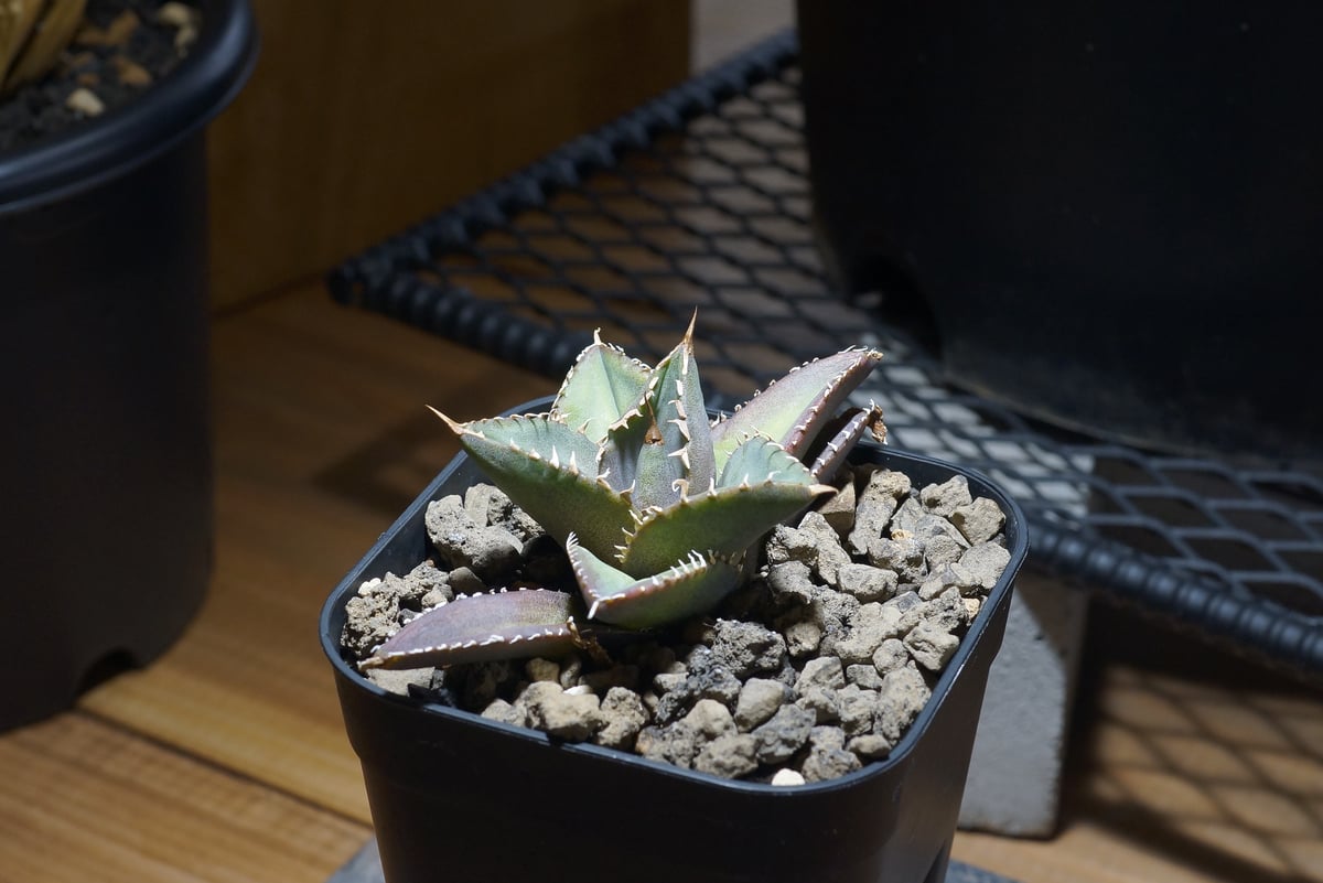 アガベ チタノタ 海王 / KO-03 | アガベ専門店 モンスターハウス