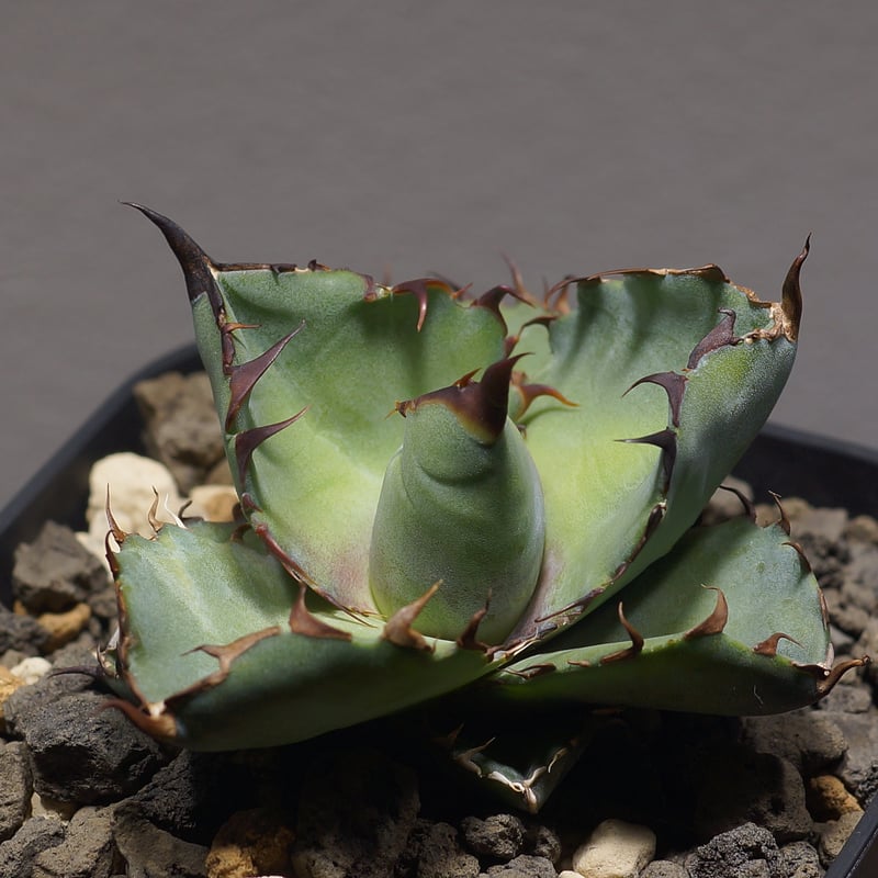 アガベ AGB33 アガベ 超球体 極太鋸歯 HP033 子株発根済み | Heartplants