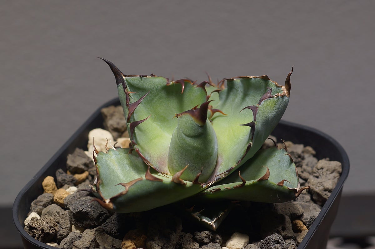 アガベ　チタノタ　ブラックアンドブルー　BB 鉢付き アガベ チタノタ ブラックアンドブルー/bb-33 | アガベ専門店