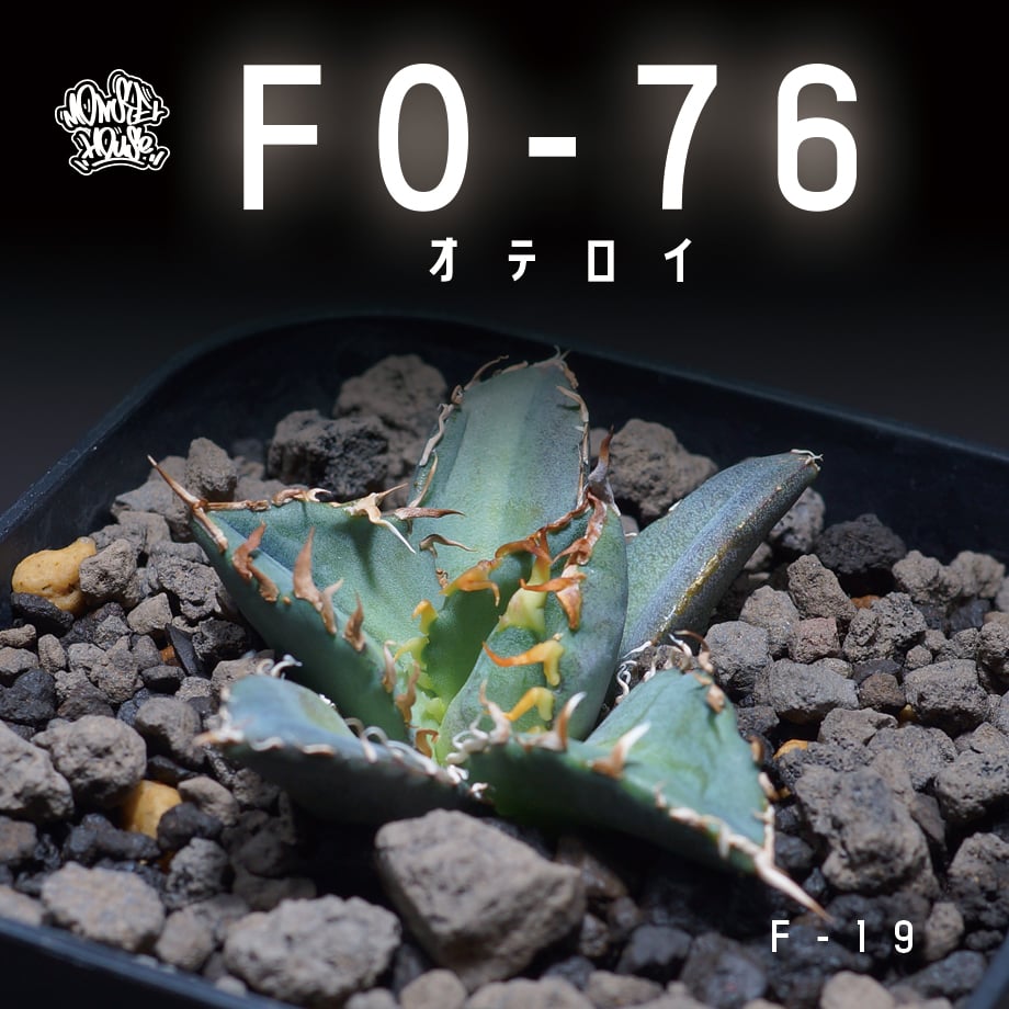 【コレクション株】　青葉　オテロイ　短葉　ブルー アガベ オテロイ FO-76/子株 F-19 | アガベ専門店 モンスターハウス