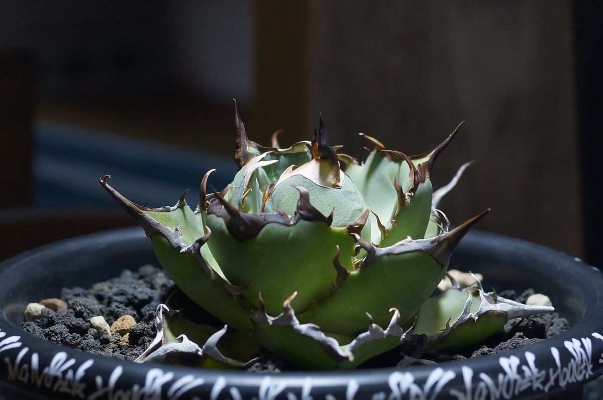 アガベ チタノタ ハデス / 黒帝斯 HD-06 | アガベ専門店 モンスターハウス