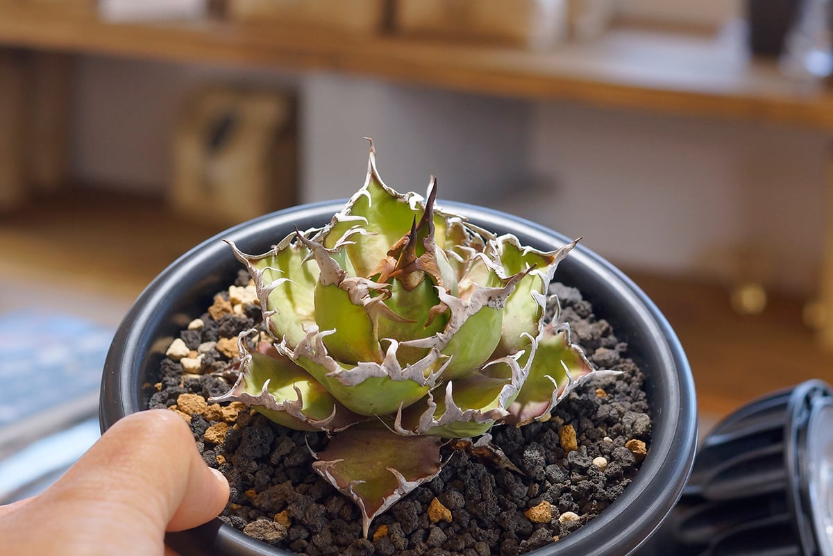 【最終値下げ】アガベ　チタノタ　シーザー 凱撒 アガベ・チタノタ シーザー/凱撒(中)-044｜agave titanota
