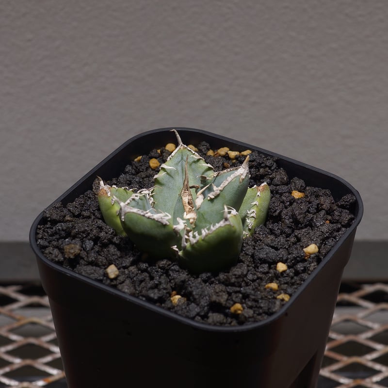 アガベ チタノタ 南アフリカダイヤモンド / SAD-04 | アガベ専門店