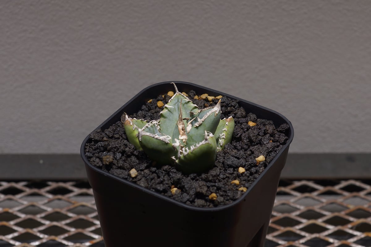 アガベ チタノタ 南アフリカダイヤモンド / SAD-04 | アガベ専門店