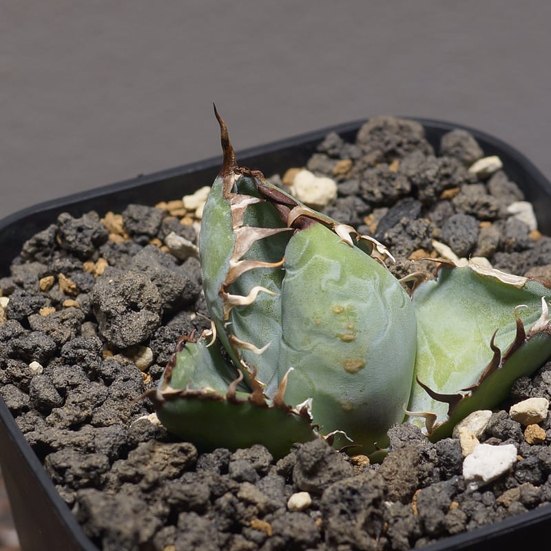 アガベ チタノタ ブラックアンドブルー/bb-31 | アガベ専門店