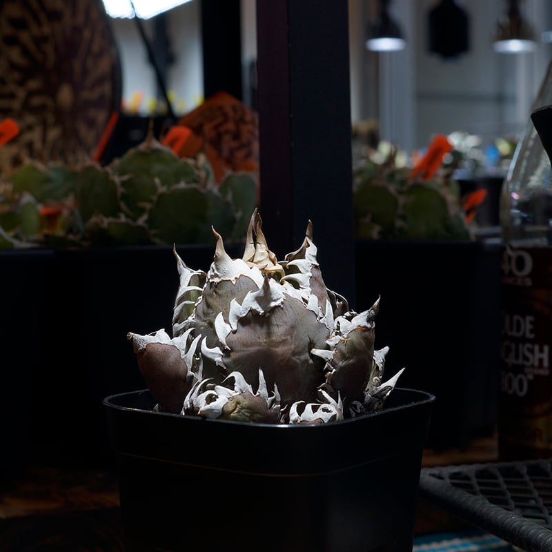 アガベ チタノタ レッドキャットウィーズル / 赤猫 RC-15 | アガベ専門