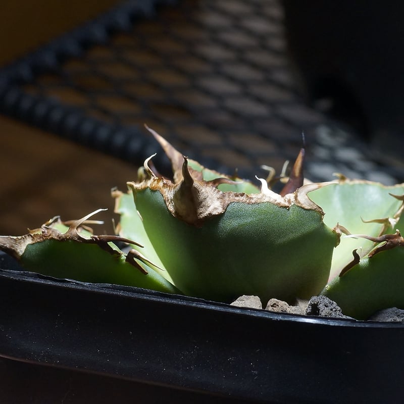 アガベ チタノタ 黒豹/子株 BP-08 | アガベ専門店 モンスターハウス