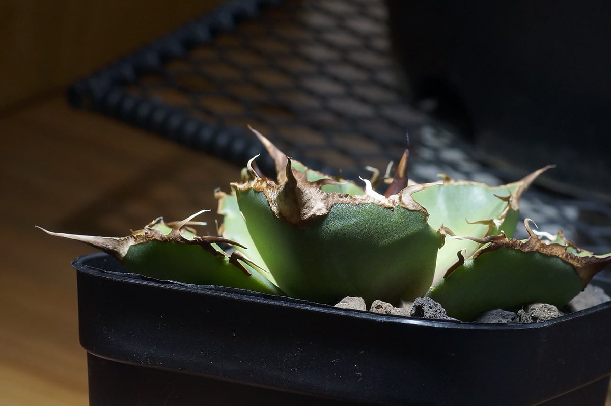 アガベ チタノタ 清櫻 検 皇冠 アガベ オテロイ実生 オアハカ 選抜株